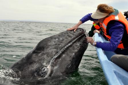 Gray Whale in Baja